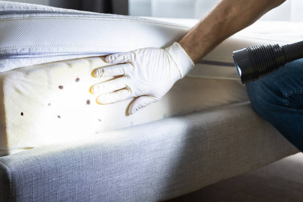 Best Flea Control Services  in Center Moriches, NY