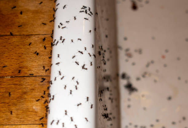 Best Spider Control Near Me  in Center Moriches, NY