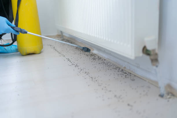 Best Residential Pest Control  in Center Moriches, NY