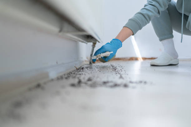 Best Insect Control  in Center Moriches, NY